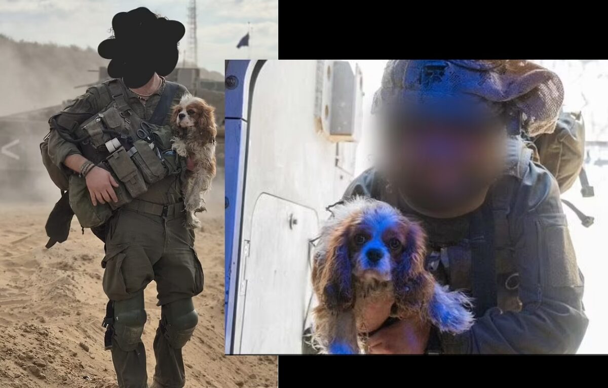 Pet dog kidnapped by Hamas on October 7 is rescued in Gaza: இஸ்ரேல் நாயை கடத்திய ஹமால்: மீட்டு எடுத்த இஸ்ரேல் படை என்னம்மா இப்படி