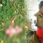 வயலில் கைவிடப்பட்ட புதிதாகப் பிறந்த பச்சிளம் சிசு: