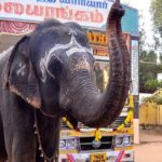 கோவில் யானையால் அம்பானியின்  ஜியோ தொலைத்தொடர்பு சேவைக்கு வந்த சோதனை