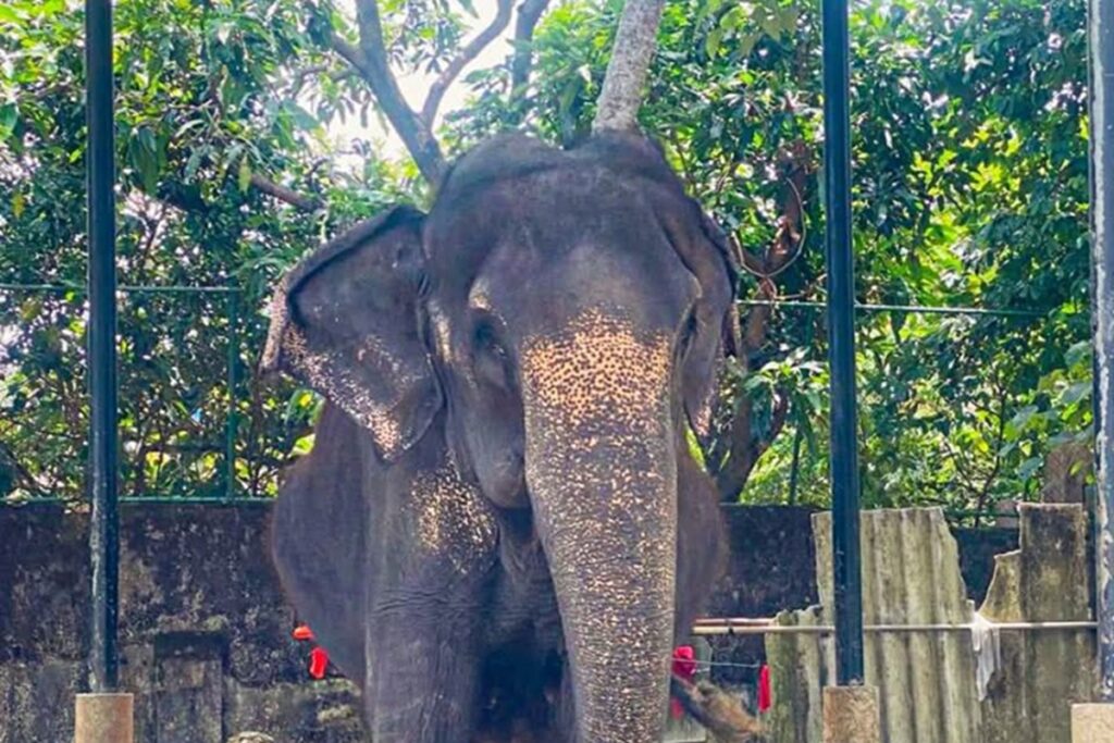 துயரச் செய்தி: பெல்லன்வில விகாரையின் “மாணிக்கா” யானை உயிரிழப்பு!