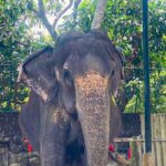 துயரச் செய்தி: பெல்லன்வில விகாரையின் “மாணிக்கா” யானை உயிரிழப்பு!